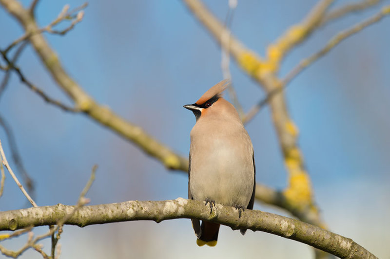 D4S_6029F pestvogel (Bombycilla garrulus, Bohemian Waxwing).jpg