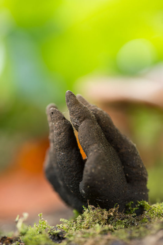 D4S_6387F houtknotszwam (Xylaria polymorpha, Dead Mans Fingers).jpg