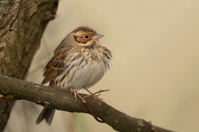 D4S_8108F dwerggors (Emberiza pusilla, Little Bunting).jpg