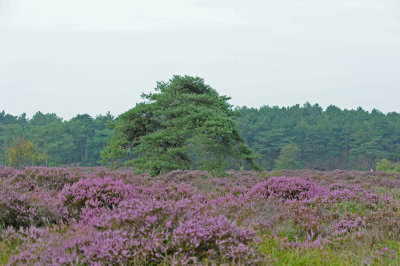 700_6437F heide Schoorl.jpg