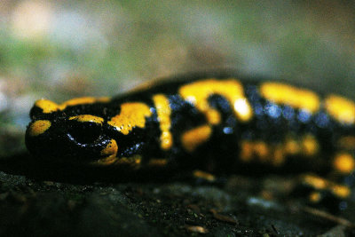 DSC09940 vuursalamander  (Salamandra salamandra, Fire Salamander).jpg