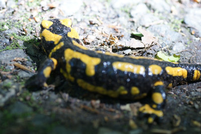 DSC09960F  vuursalamander (Salamandra salamandra, Fire Salamander).jpg