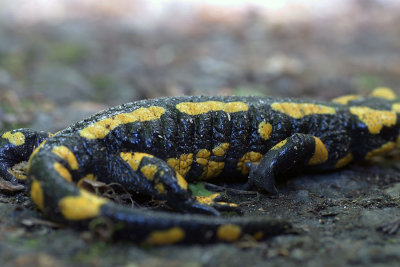DSC09972F vuursalamander (Salamandra salamandra, Fire Salamander).jpg
