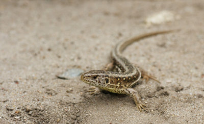 DSC01900F zandhagedis (Lacerta agilis, Sand lizard) .jpg