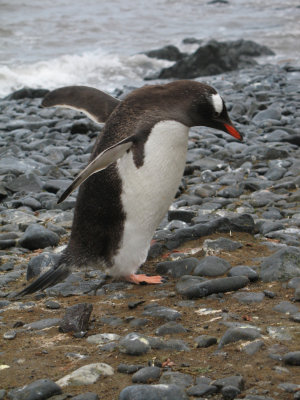 IMG_0174F ezelspinguin (Pygoscelis papua, Gentoo Penguin).jpg