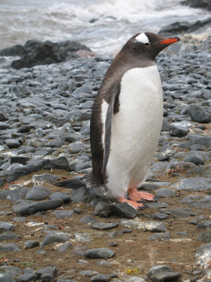 IMG_0176F ezelspinguin (Pygoscelis papua, Gentoo Penguin).jpg