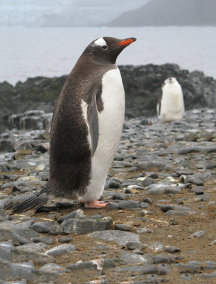 IMG_0178F ezelspinguin (Pygoscelis papua, Gentoo Penguin).jpg