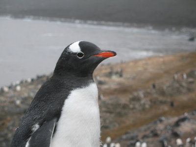 IMG_0225F ezelspinguin (Pygoscelis papua, Gentoo Penguin).jpg