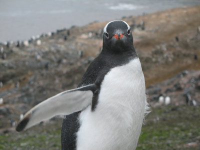 IMG_0226F ezelspinguin (Pygoscelis papua, Gentoo Penguin).jpg