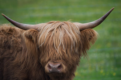 D4_9704F Schotse hooglander (Highland cow).jpg