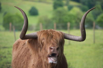 D4_9747F Schotse hooglander (Highland cow).jpg