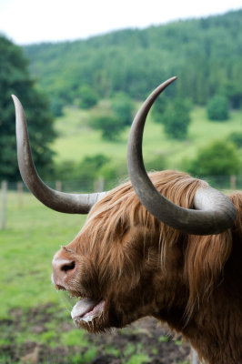 D4_9828F Schotse hooglander (Highland cow).jpg