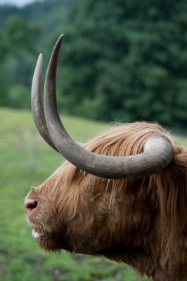 D4_9834F Schotse hooglander (Highland cow).jpg