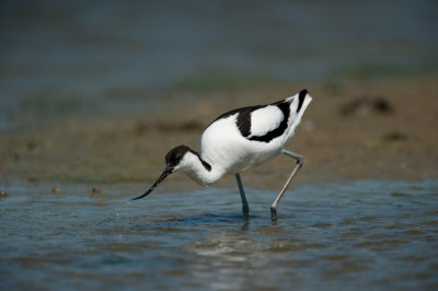 700_6379F kluut (Recurvirostra avosetta, Pied Avocet).jpg