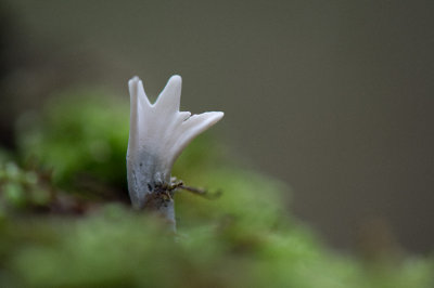 D4_0048F geweizwam (Xylaria hypoxylon, Candlestick fungus).jpg