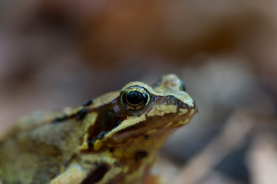 D4_0227F bruine kikker (Rana temporaria, Common Frog).jpg
