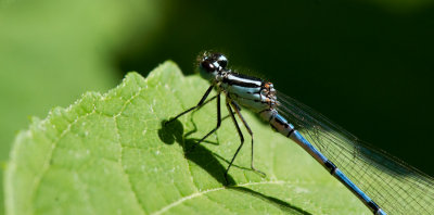 300_4410F azuurwaterjuffer (Coenagrion puella, Azure damselfly).jpg