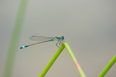 700_1153F lantaarntje (Ischnura elegans, Blue-tailed Damselfly).jpg