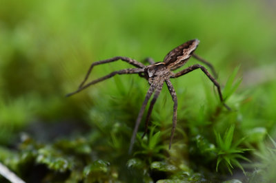 D4_1096F kraamwebspin (Pisaura mirabilis, Nursery Web Spider).jpg