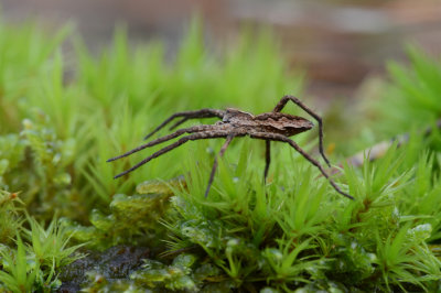 D4_1121F kraamwebspin (Pisaura mirabilis, Nursery Web Spider).jpg