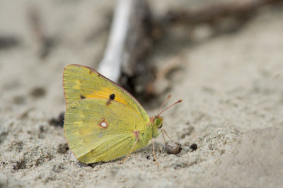 D4_7397F oranje luzernevlinder (Colias croceus, Clouded Yellow).jpg