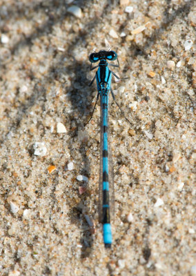 D4_0229F watersnuffel (Enallagma cyathigerum, Common blue damselfly).jpg