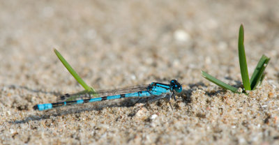 D4_0234F watersnuffel (Enallagma cyathigerum, Common blue damselfly).jpg