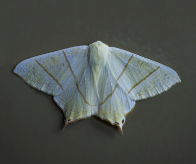 D4_3823F vliervlinder (Ourapterix sambucaria, Swallow-tailed Moth).jpg