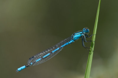 D4_0388F watersnuffel (Enallagma cyathigerum, Common blue damselfly).jpg