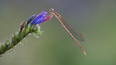 D4_6818F bruine winterjuffer (Sympecma fusca, Common winter damselfly).jpg