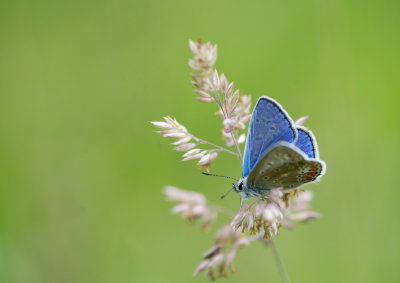 D4_5281F icarusblauwtje (Polyommatus icarus, Common Blue).jpg