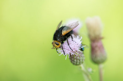 D4_4622F stekelsluipvlieg (Tachina grossa, Tachinid fly).jpg