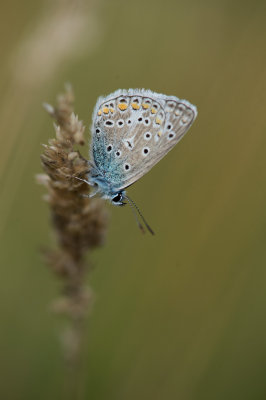 D4_4370F icarusblauwtje (Polyommatus icarus, Common Blue).jpg