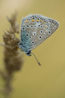 D4_4434F icarusblauwtje (Polyommatus icarus, Common Blue).jpg