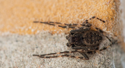 D4_7425F platte wielwebspin mn. (Nuctenea umbratica, Walnut Orb-weaver Spider).jpg