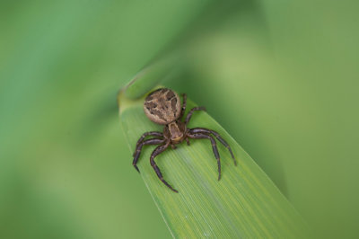 D4_6430F struikkrabspin (Xysticus, crab spider).jpg