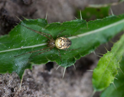 D40_9157F strekspin (Metellina spec.).jpg