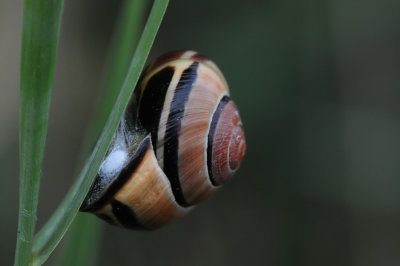 DSC_1147F gewone tuinslak (Cepaea nemoralis, grove snail or brown-lipped snail).jpg