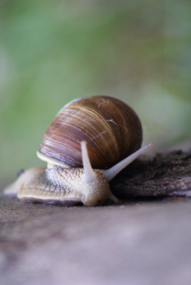 DSC00754F wijngaardslak (Helix pomatia, Burgundy Snail).jpg