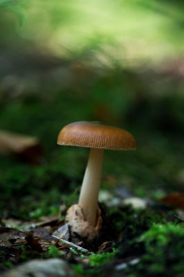 D4_9513F roodbruine slanke amaniet (Amanita fulva, Tawny grisette).jpg