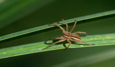 D40_9694F kraamwebspin (Pisaura mirabilis, Nursery Web Spider).jpg