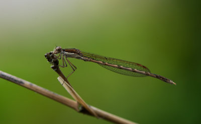 D40_6677F bruine winterjuffer (Sympecma fusca, Common winter damselfly).jpg