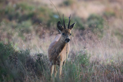 D40_3457F ree (Capreolus capreolus, Roe).jpg