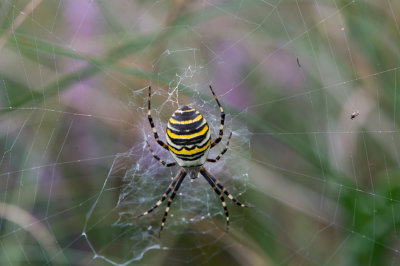 D40_8551F tijgerspin (Argiope bruennichi, Wasp Spider).jpg