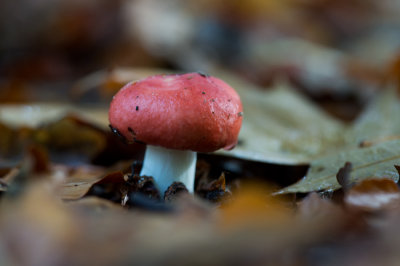 D40_0807F braakrussula (Russula emetica).jpg