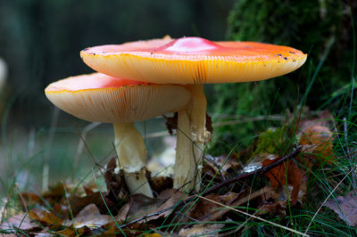 D40_0837F vliegenzwam (Amanita Muscaria, Fly agaric).jpg