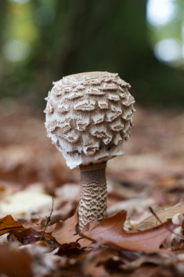 D40_1051F grote parasolzwam (Macrolepiota procera, synoniem Lepiota procera).jpg