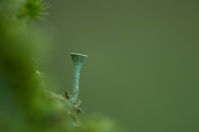 700_3510F kopjesbekermos (Cladonia fimbriata).jpg