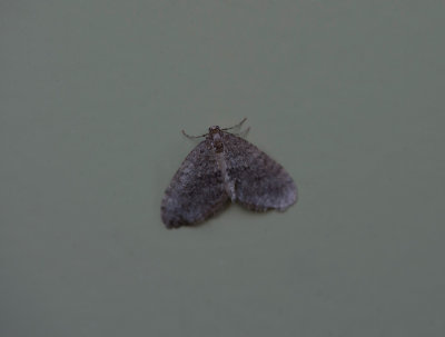 D40_3887F kleine wintervlinder (Operophtera brumata).jpg
