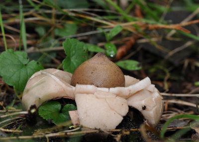 DSC_4333 gekraagde aardster (Geastrum triplex, Collared earthstar).jpg